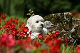 BICHON FRISE 543